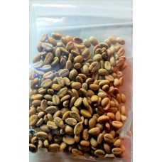 Biji Kopi Liberika Varietas Liberoid Meranti 